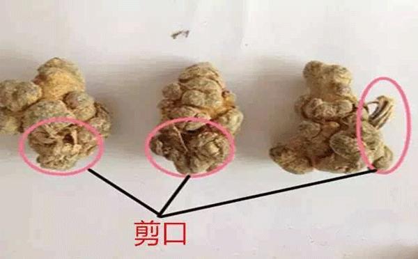 什么是三七剪口？