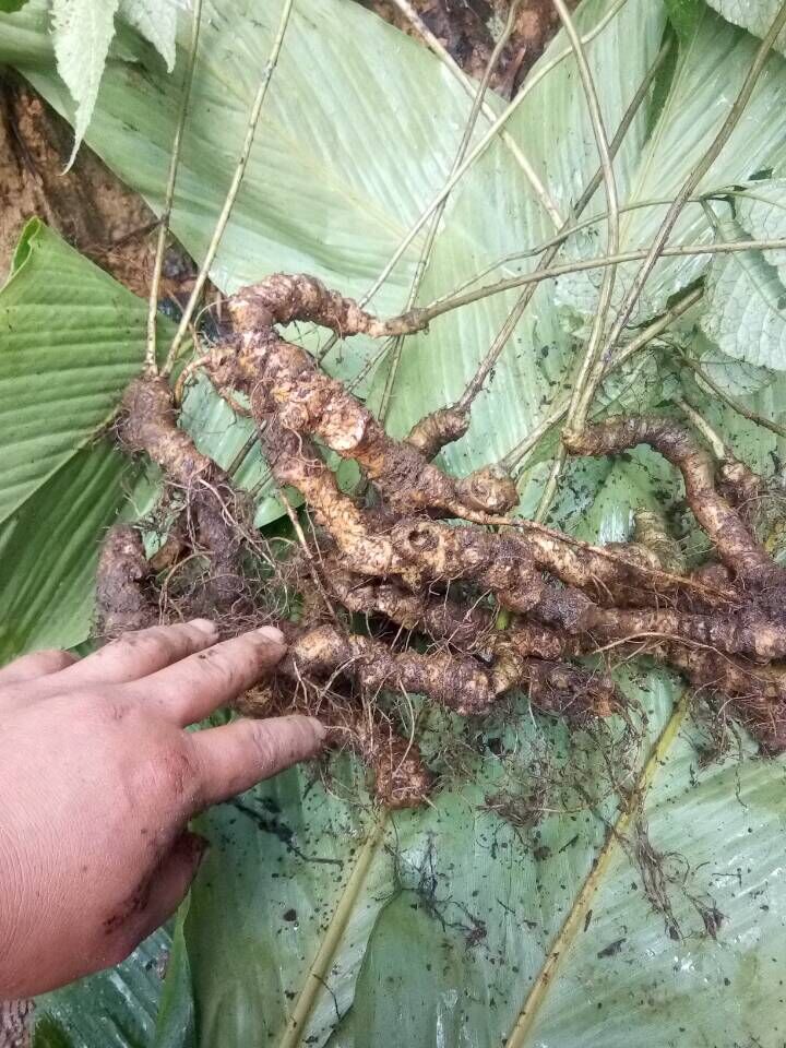 哪里有野生三七卖