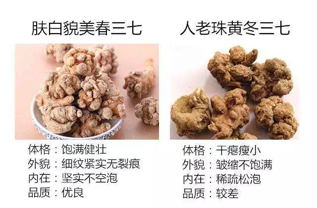 什么是春三七？什么是冬三七？