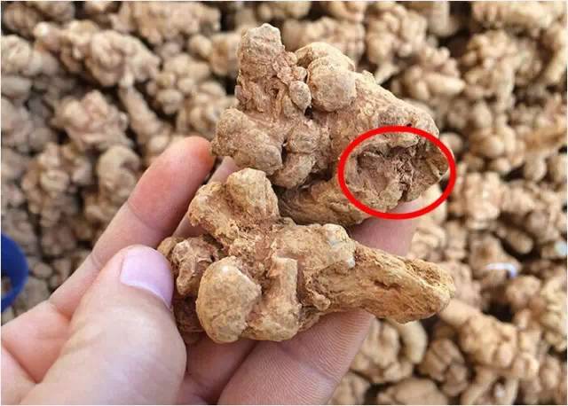 三七上的红泥需要洗吗