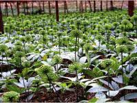 三七花四年花是什么意思