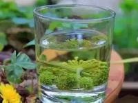 三七花和茶叶能一起泡吗
