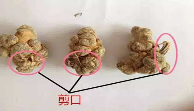 三七剪口和主根哪个贵