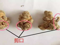 三七剪口和主根哪个贵