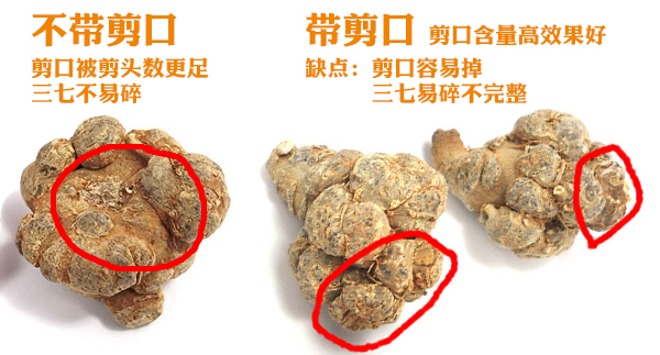 文山三七20头不带剪口啥意思？