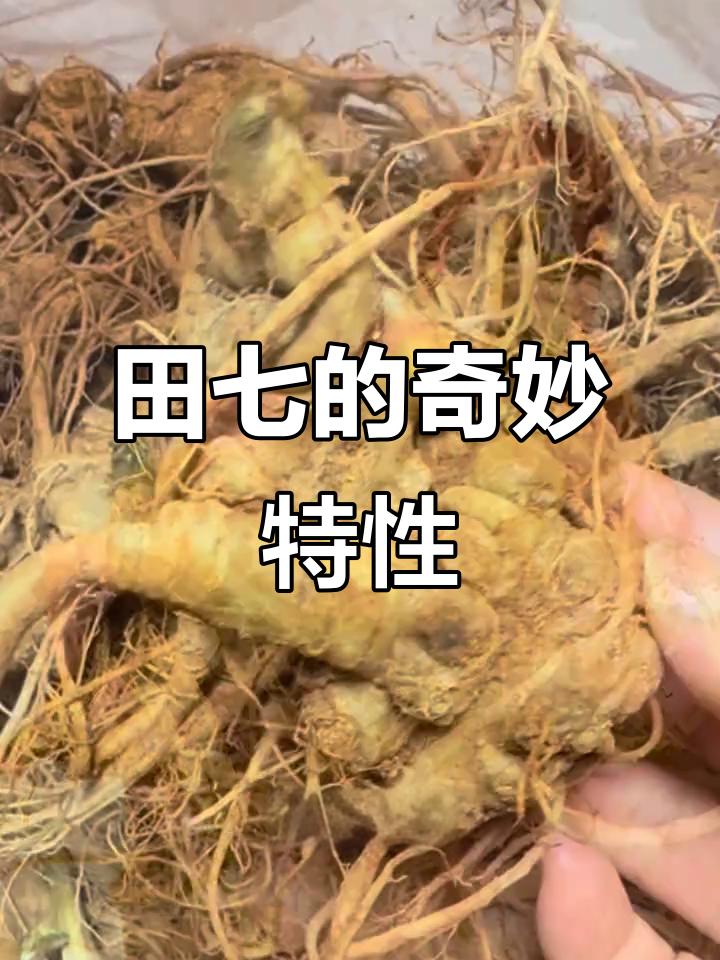 田七是不是三七?
