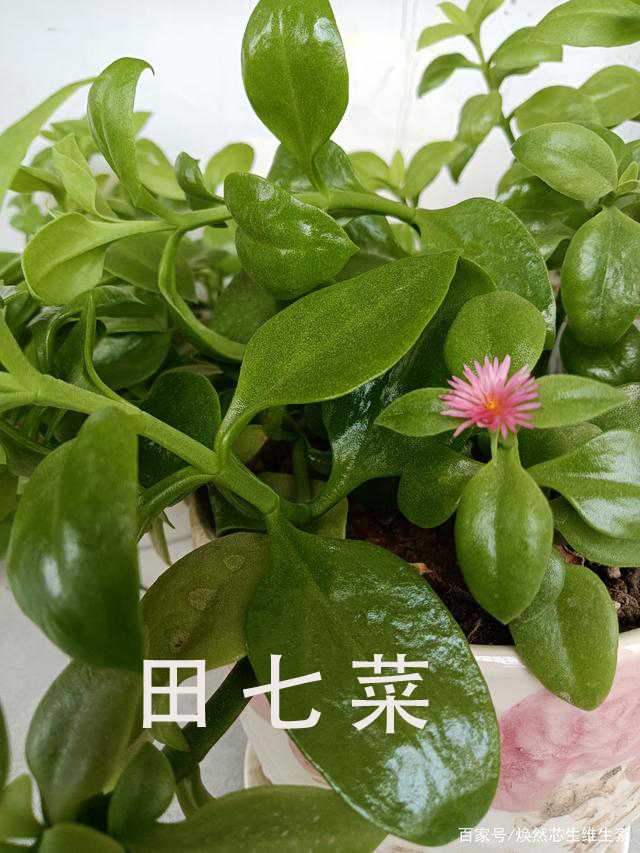 田七是不是三七?