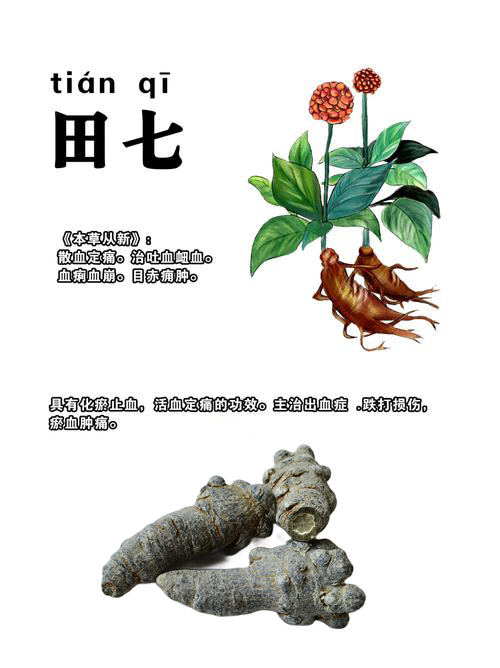 田七是不是三七?