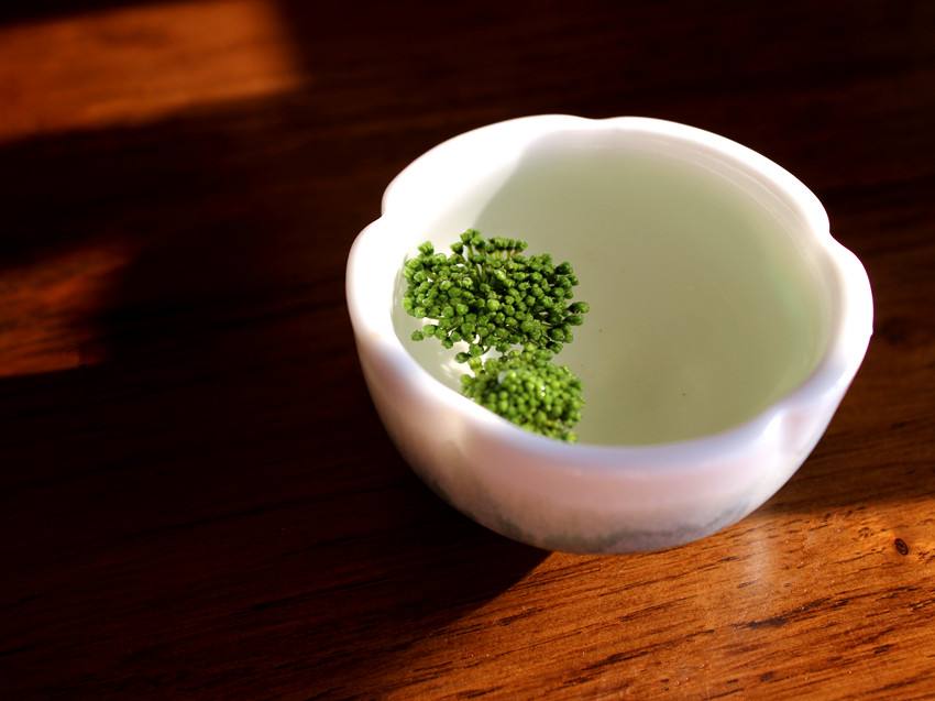 三七花怎么吃