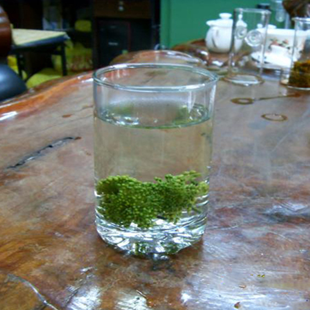 三七花去火茶的泡法