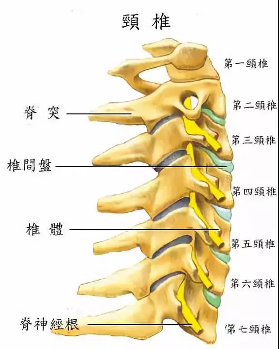 颈椎问题怎么吃三七