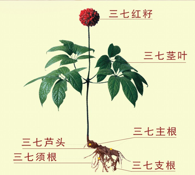 金不换三七的神奇之处：三七上从上到下都有哪些作用和功效？