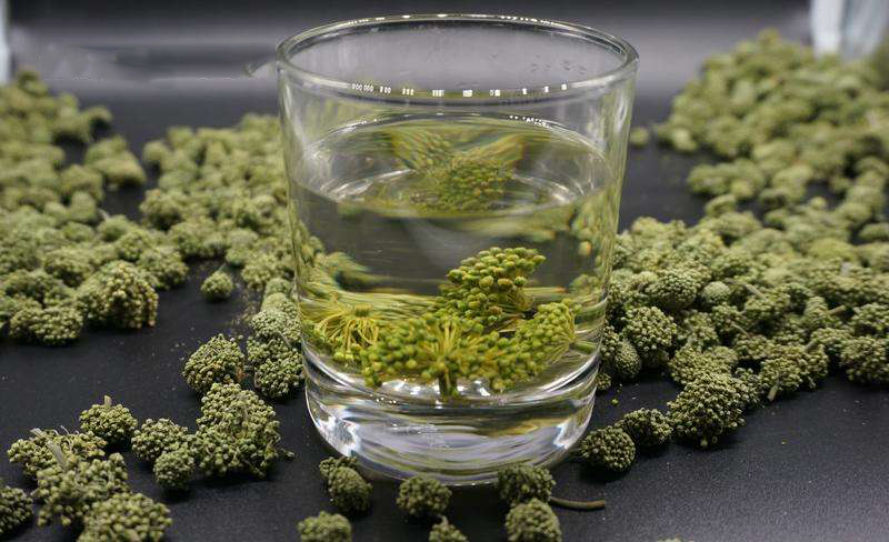 三七花泡水喝的6大功效和7项注意事项