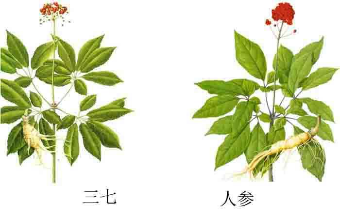 三七粉和人参的功效与作用异同