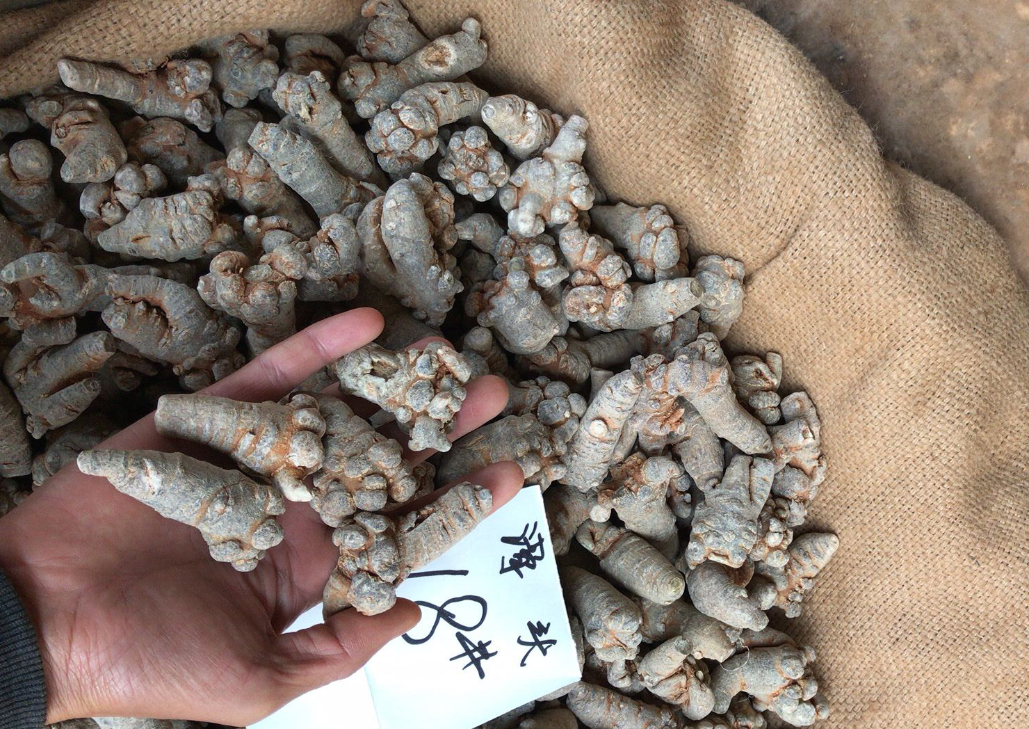 三七18头价格