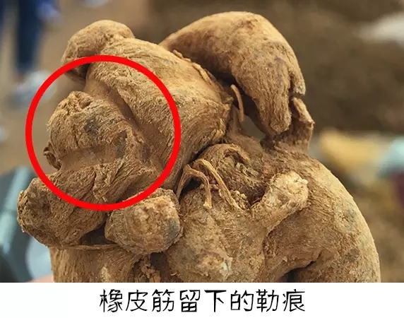 20头三七是几年的