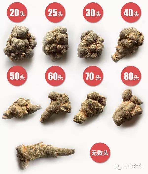 30头三七是什么意思