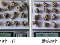 2025年云南文山三七价格表
