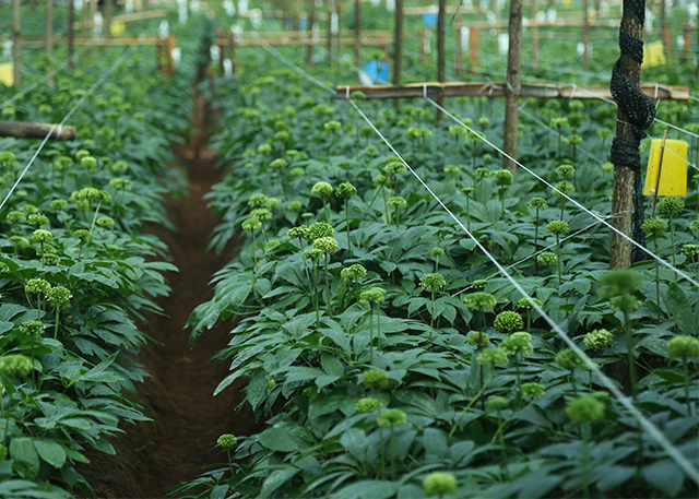 三七花价格查询