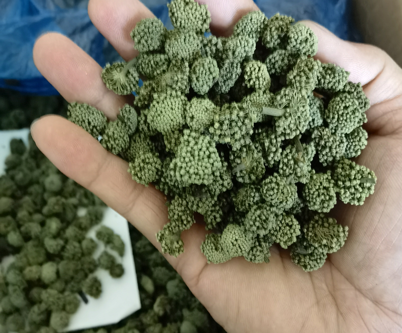 2023年干三七花价格多少钱一斤？行情暴涨