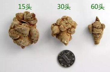 现在三七的价格是多少一斤？云南文山三七价格权威参考