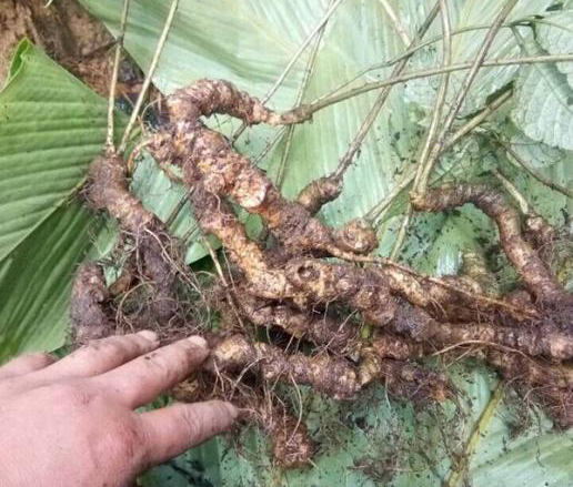 最贵的野生三七价格多少钱一斤/一克