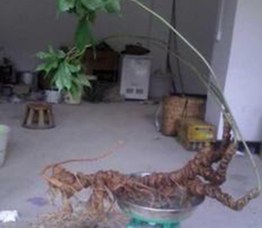 最贵的野生三七价格多少钱一斤/一克