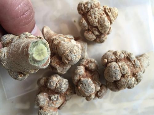 进入2026年三七价格如何？