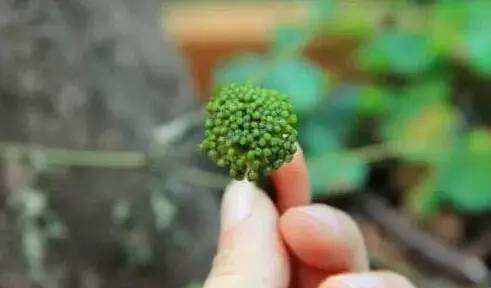 三七粉和三七花的4大区别