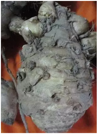 三七粉品质鉴别方法详细图解