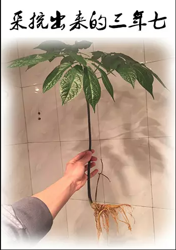 三七如何区分不同年份？花和头有讲究