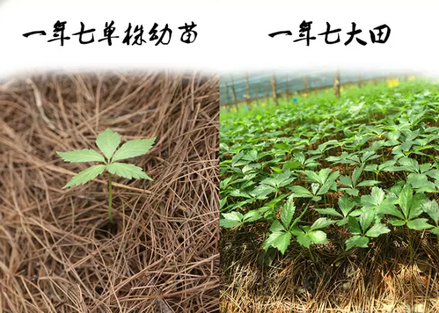 三七如何区分不同年份？花和头有讲究