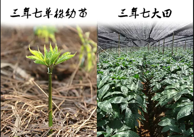 三七如何区分不同年份？花和头有讲究