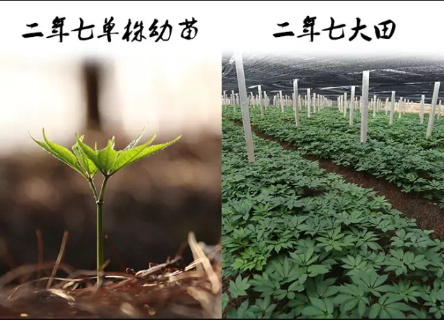 三七如何区分不同年份？花和头有讲究