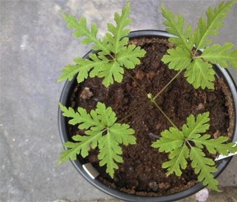 羽叶三七和竹鞭三七的区别
