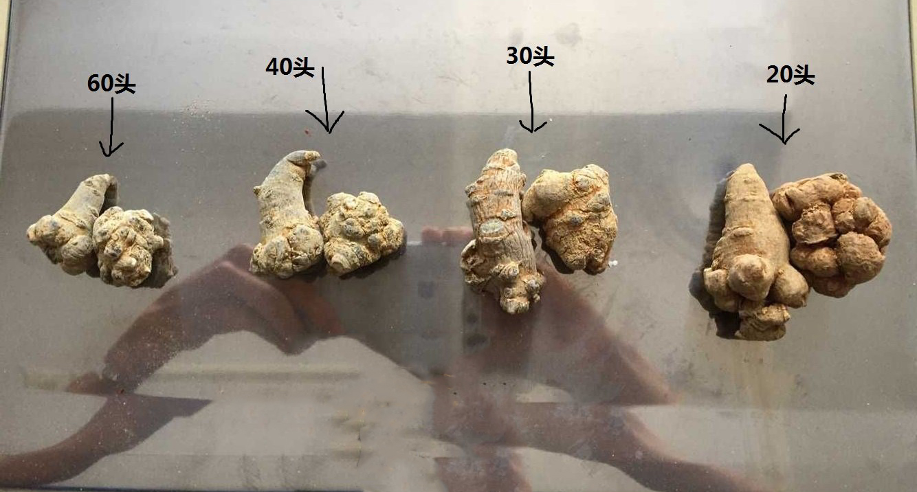 文山三七头数的挑选方法
