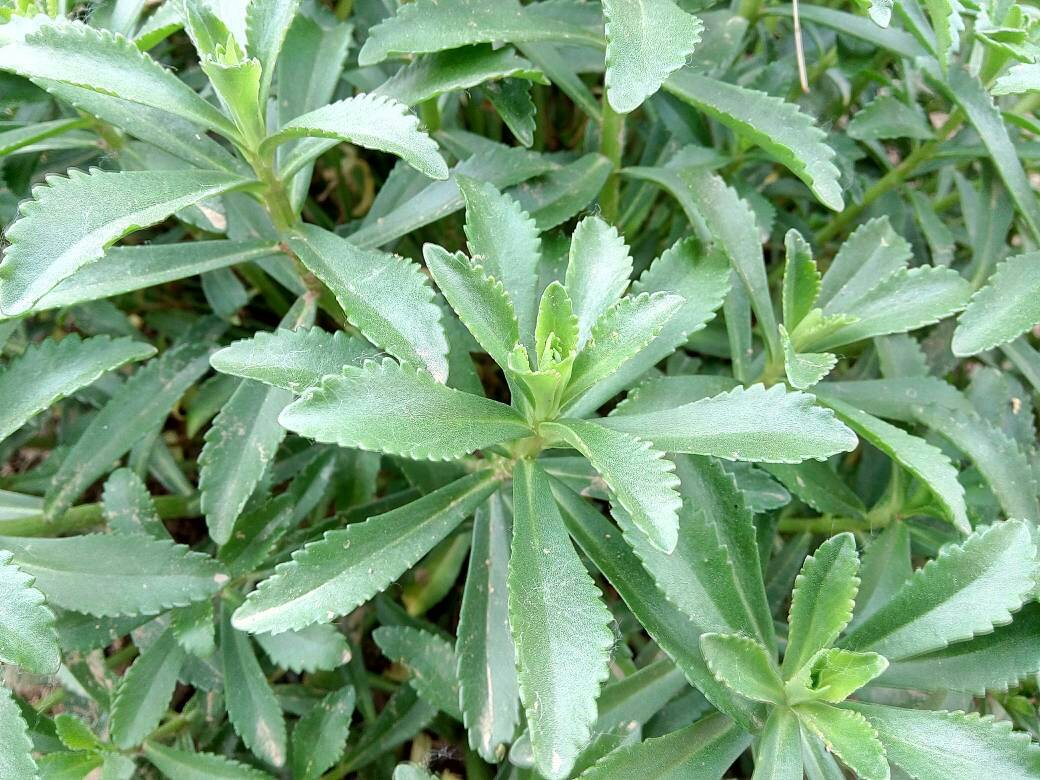 真三七和土三七图片鉴别