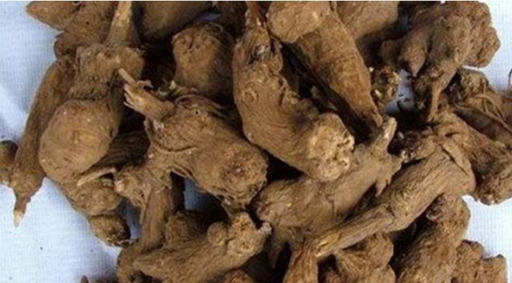三七与土三七的外观区别图片对比
