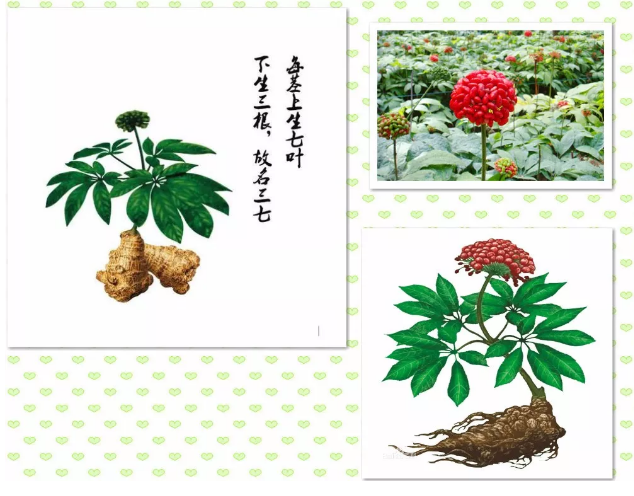 田七花和三七花区别