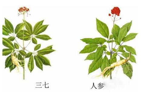 三七和人参的主要区别，有3大不同点