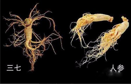 三七和人参的主要区别，有3大不同点