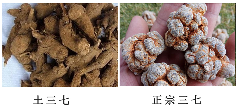 文山三七和有毒的土三七对比图片鉴别