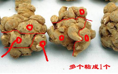 假三七粉的作假手法及鉴别