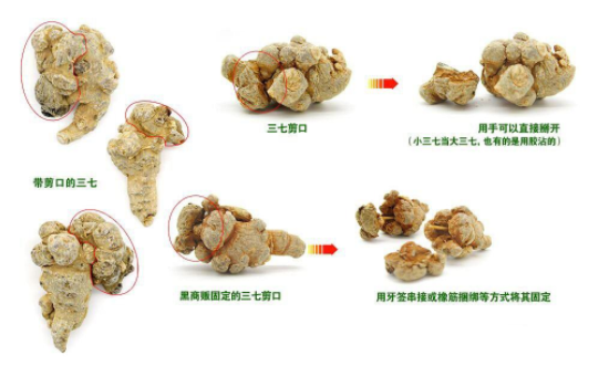 怎样鉴别剪口三七呢？区分剪口三七图片