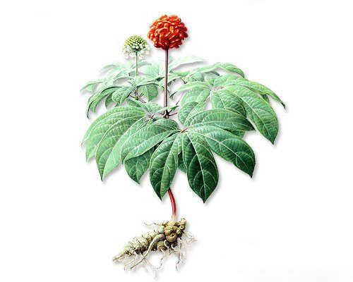 土三七和三七的区别，带图片鉴别