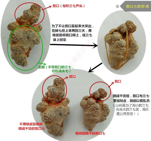劣质三七如何快速识破