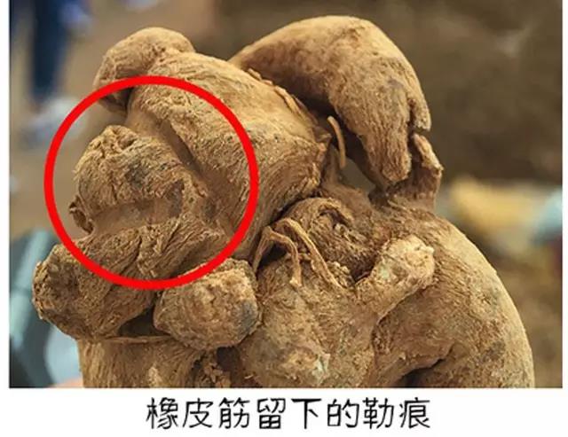 买文山三七的陷阱：盘点三七10种造假手段及鉴别方法
