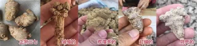 买文山三七的陷阱：盘点三七10种造假手段及鉴别方法