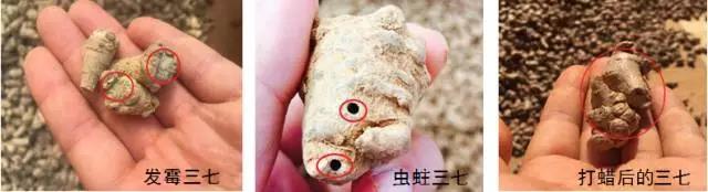 买文山三七的陷阱：盘点三七10种造假手段及鉴别方法