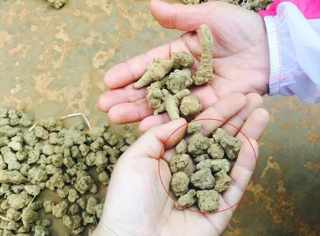 买文山三七的陷阱：盘点三七10种造假手段及鉴别方法